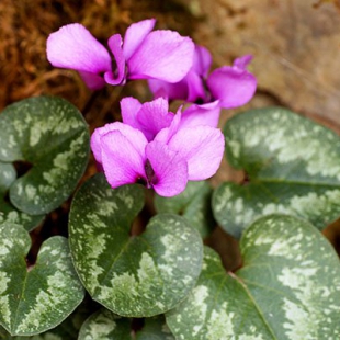 Cyclamen alpinum